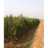 山東莒南油松基地直銷油松小苗