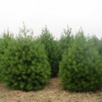 1米占地白皮松、2米占地白皮松、3米占地白皮松、4米占地白皮松