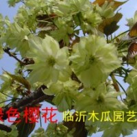 櫻花樹苗