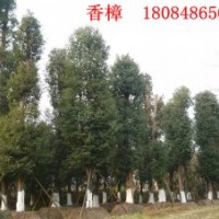 供應(yīng)香樟