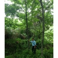 楓香,桂花,烏桕