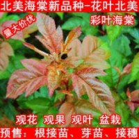 北美海棠根接苗、北美海棠芽苗、北美海棠接穗