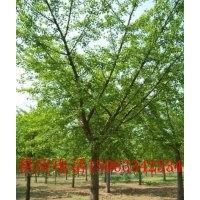 供應(yīng)各種規(guī)格銀杏樹，側(cè)柏，黑松