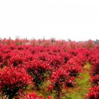 10公分楓楊，20公分法桐