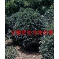 供應(yīng)精品土石楠 中華石楠 安徽石楠 肥西石楠