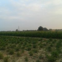 三年生容器袋油松，1米營養(yǎng)缽油松，1.8米裸根油松出售