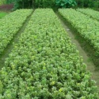 金邊黃楊宏景苗木場長期供貨，湖南金邊黃楊價(jià)格優(yōu)惠