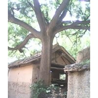 供應(yīng)；國槐 蘋果苗，桃核桃苗