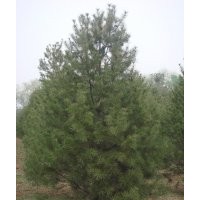 常年供應(yīng)側(cè)柏 白皮松 油松苗