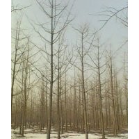 15公分銀杏樹800元