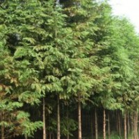 特供新品種水杉