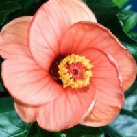 木槿，潢川木槿，潢川木槿報價