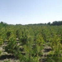 樟子松油松云杉花灌木大規(guī)格苗木