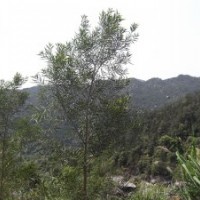 供黑木相思優(yōu)良品種苗