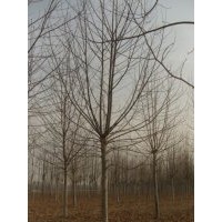 供速生法桐小苗，白蠟小苗，造型法桐