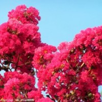 欒樹，竹柳，銀杏、木槿，棕櫚