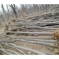 白蠟3.4.5.6.7.8.9公分裸根截桿