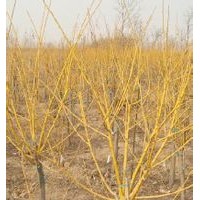 金枝槐價(jià)格