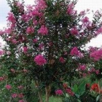 供應(yīng)紫薇種子，紫薇，別稱(chēng)：入驚兒樹(shù)、百日紅、滿(mǎn)堂紅、癢癢樹(shù)