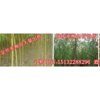 火炬樹-1-12公分火炬樹