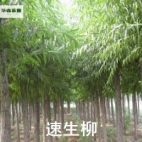 河北賀友苗圃速生柳, 法桐,國槐