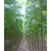 2013江蘇速生楊樹苗價格趨勢