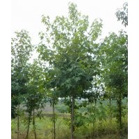 四川美國紅楓，瀘州美國紅楓，美國紅楓景觀樹