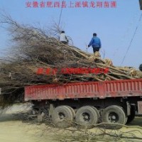 烏桕、樸樹、紅葉李、大葉女貞、香樟、刺槐、桂花、臘梅、玉蘭