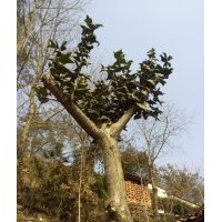 大量出售成年枸骨，刺冬青，五角楓