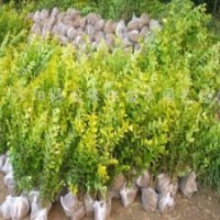 供應 龍柏衛(wèi)矛、扶芳藤、金葉女貞、大葉黃楊、小葉黃楊、金邊黃
