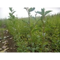 喬木大葉女貞苗 大葉女貞苗價(jià)格大葉女貞苗經(jīng)銷商