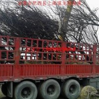 紅紫葉李,大葉女貞,香樟,桂花,烏桕,廣玉蘭