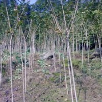 供應(yīng)日本晚櫻