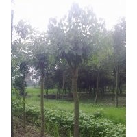 供應(yīng)成都重陽木工程苗木 重陽木