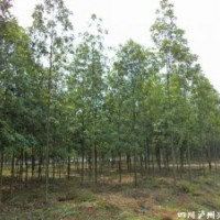 四川擬單性木蘭，擬單性木蘭苗圃，擬單性木蘭