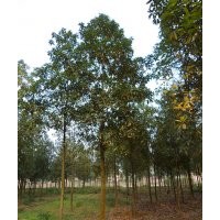 瀘州紅花木蓮，紅花木蓮景觀樹，成都紅花木蓮