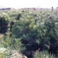 國槐小苗，速生楊，營養(yǎng)杯油松，側柏 ，國槐