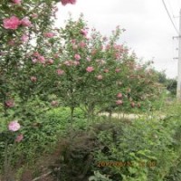 江蘇木槿苗1米高木槿苗1公分木槿苗木槿苗