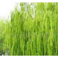 【精品推薦】供應1-8cm速生垂柳、大垂，原枝原貌，另出售2000棵1
