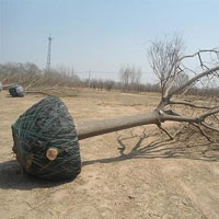 國槐 棗樹苗專業(yè)供應(yīng)