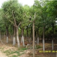 國槐 山西國槐國槐山西萬通苗木專業(yè)合作社