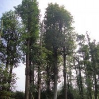 供應(yīng)香樟 成都香樟