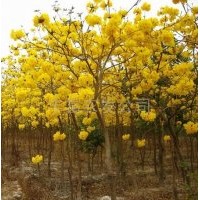 福建黃花風(fēng)鈴木的價(jià)格，黃風(fēng)鈴木供應(yīng)