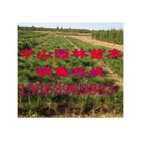 供應黑松苗價格，黑松小苗價格，黑松樹苗價格