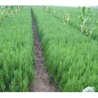 側(cè)柏小苗種植基地