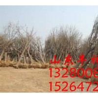 7公分國(guó)槐價(jià)格