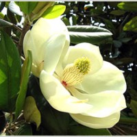 紅玉蘭 、白玉蘭,廣玉蘭，黃玉蘭