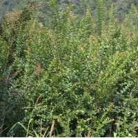 開(kāi)發(fā)苗圃用苗紫薇苗.欒樹(shù)苗.合歡苗.紫荊.國(guó)槐苗.