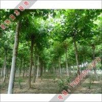 泓遠是街道樹的法桐樹苗