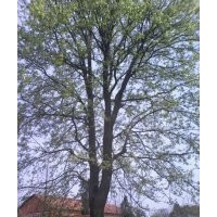 供應(yīng)野生楓樹(shù),楓樹(shù)圖片